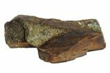 Serrated, Tyrannosaur Tooth Fragment - Montana #91385-1